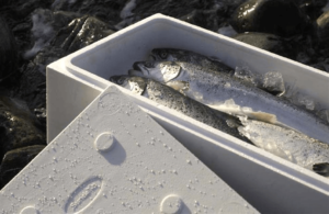 fish and food packaging