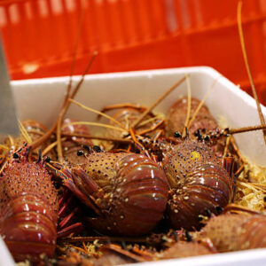 Expanded Polystyrene Fish Box Medium Size